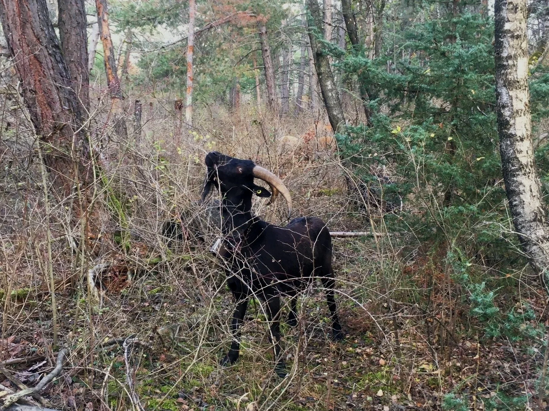 Zielartenförderung im lichten Wald