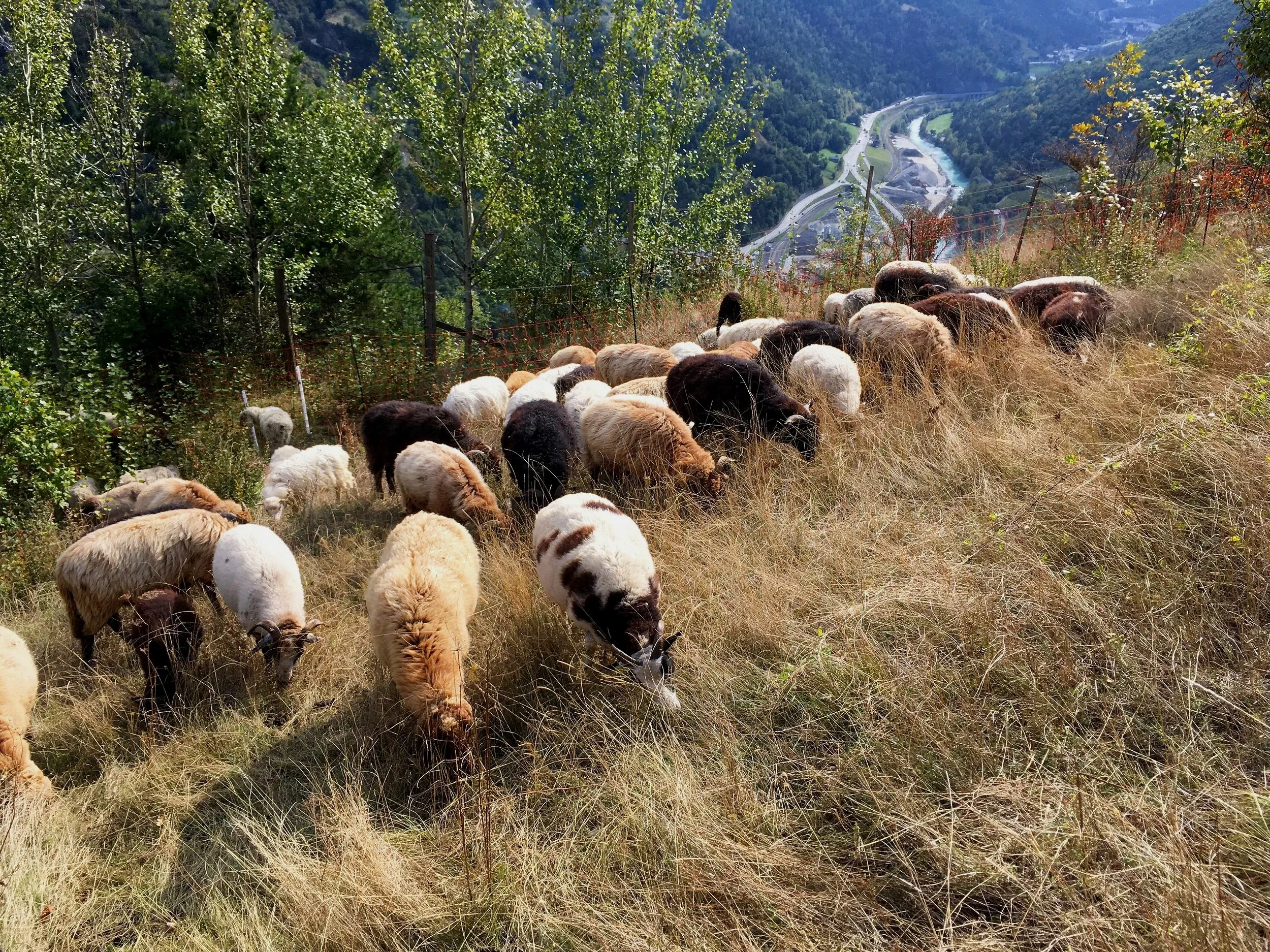 Entbuschung schützt den bedrohten Leinkraut-Scheckenfalter