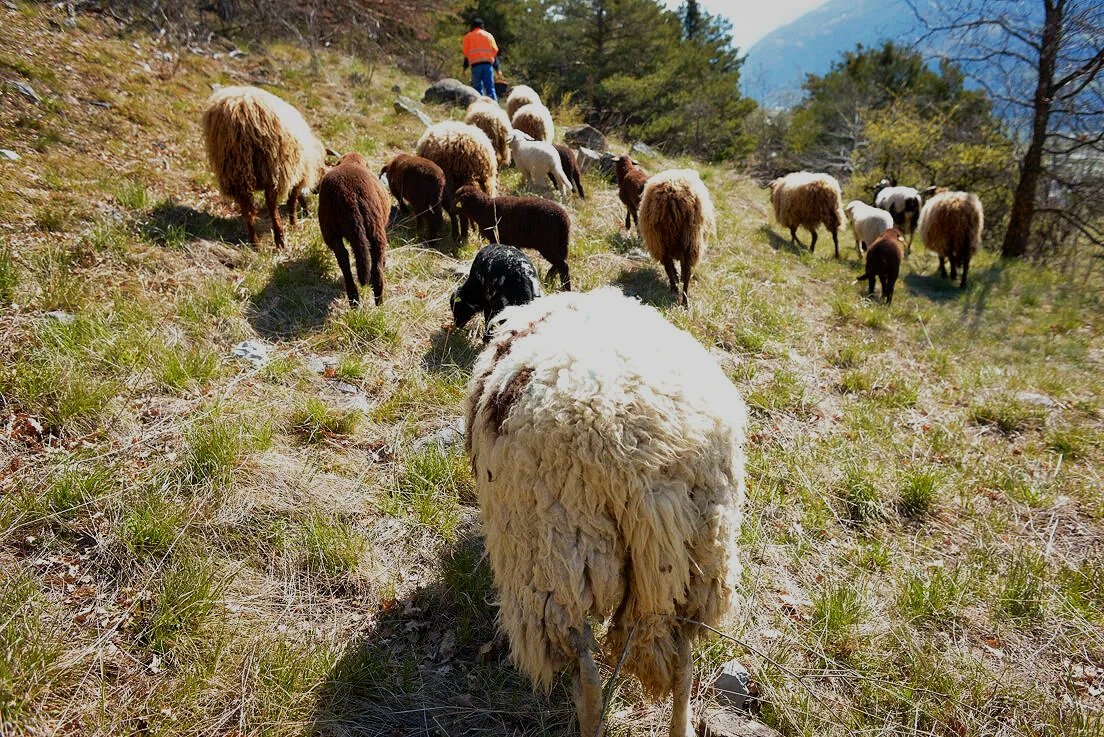 20210414_Faunus_Puttiergraben_Leuk+Steppe-14.jpg