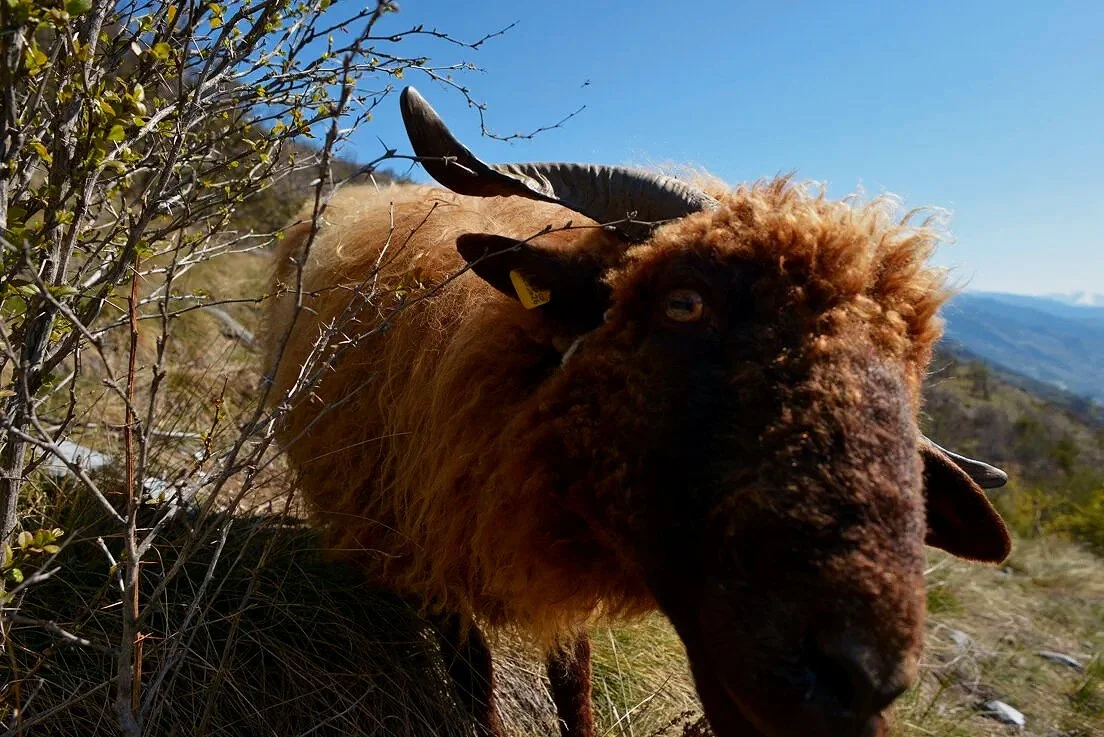 20210414_Faunus_Puttiergraben_Leuk+Steppe-17.jpg