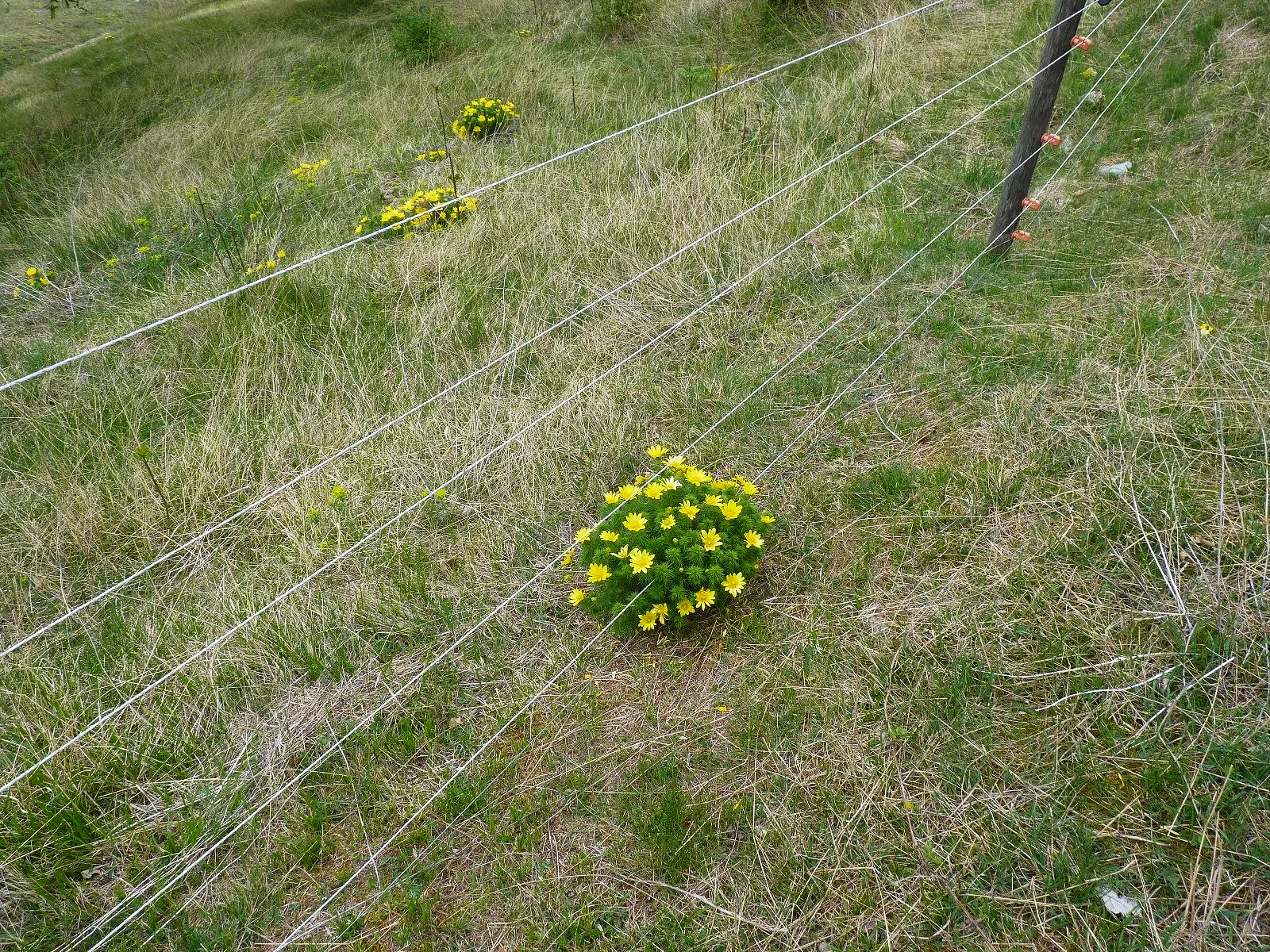 Adonis Vernalis