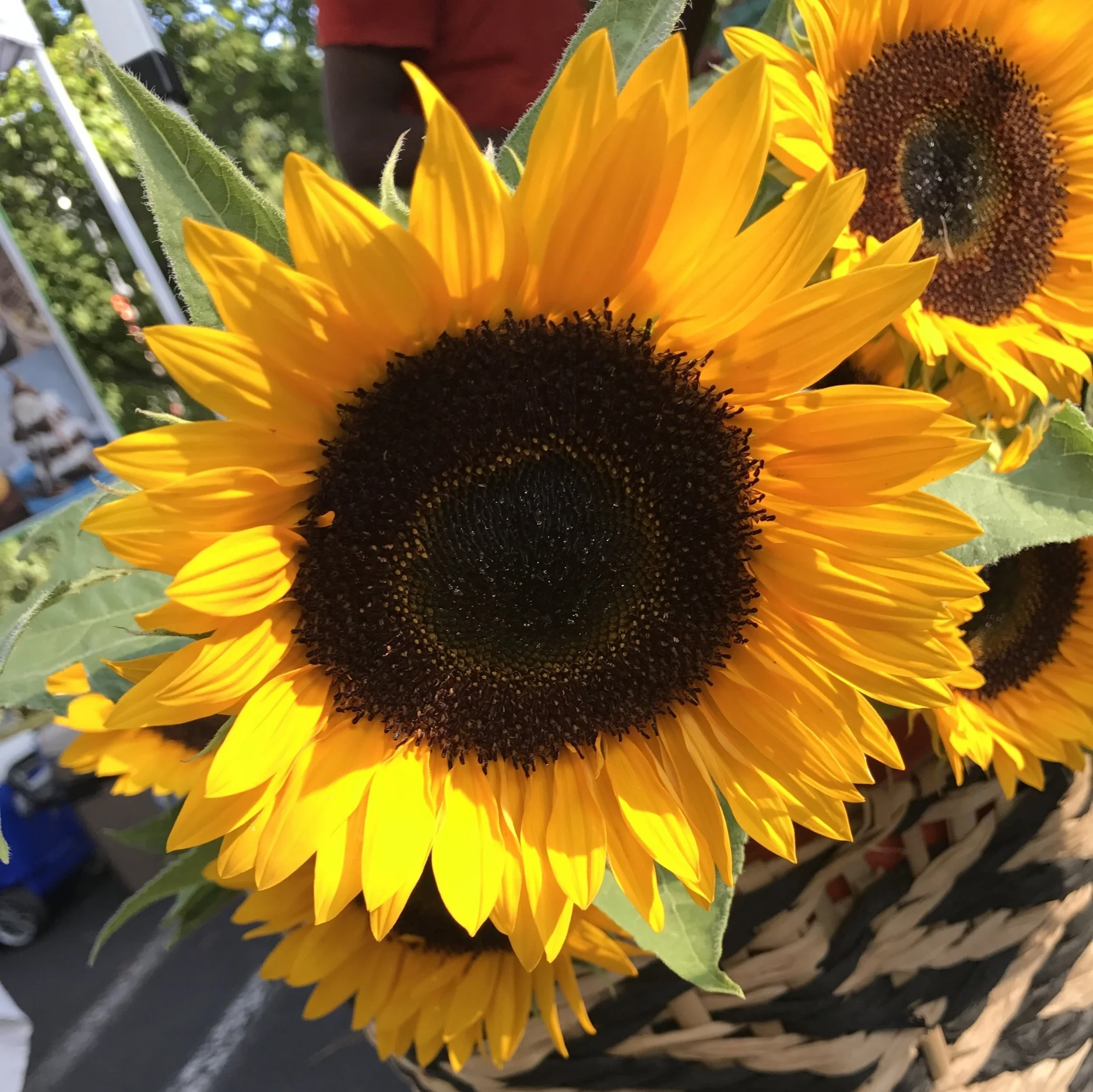 BoccaLupo Completes August 