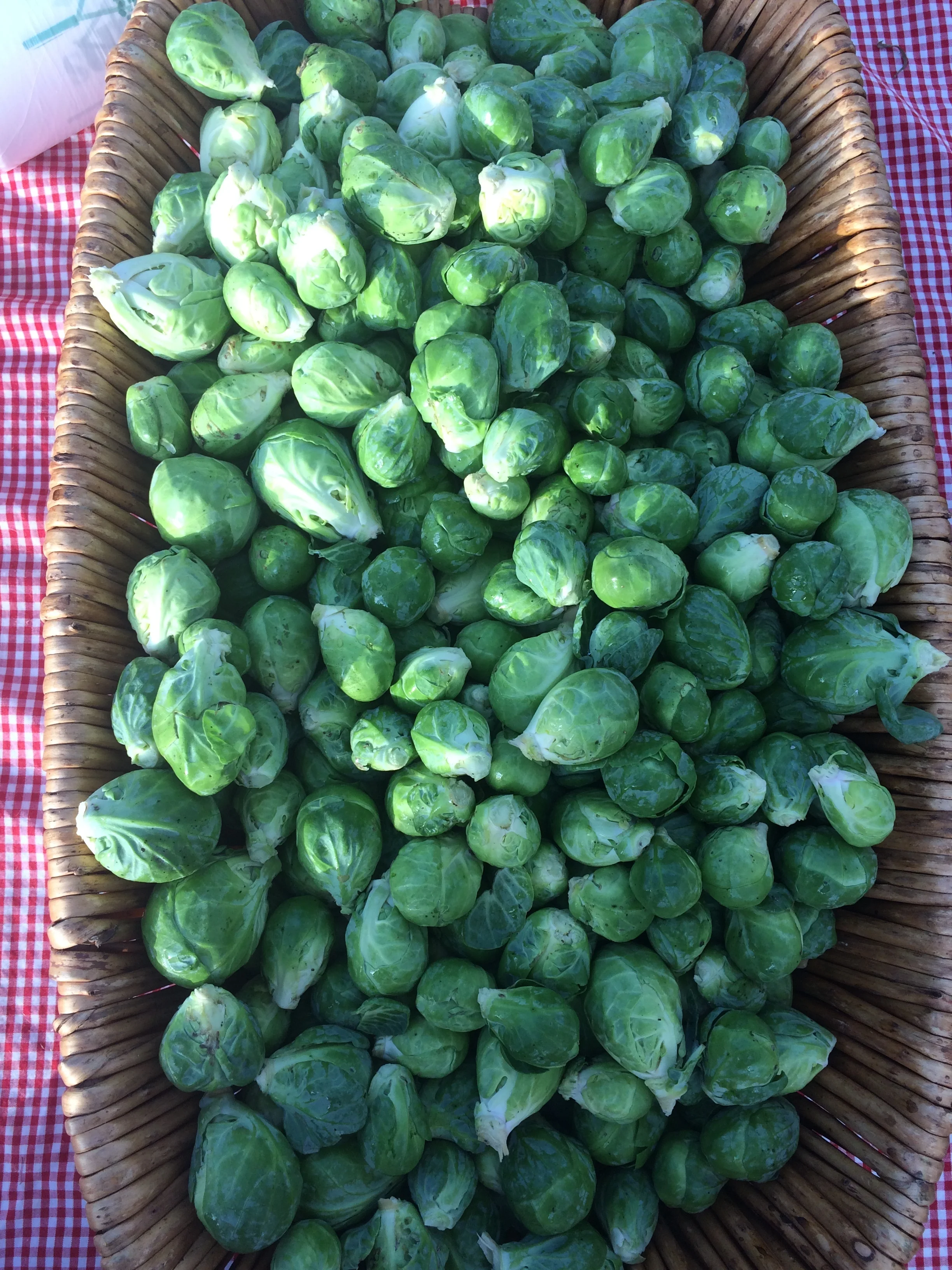 Trees Atlanta Plant Sale!