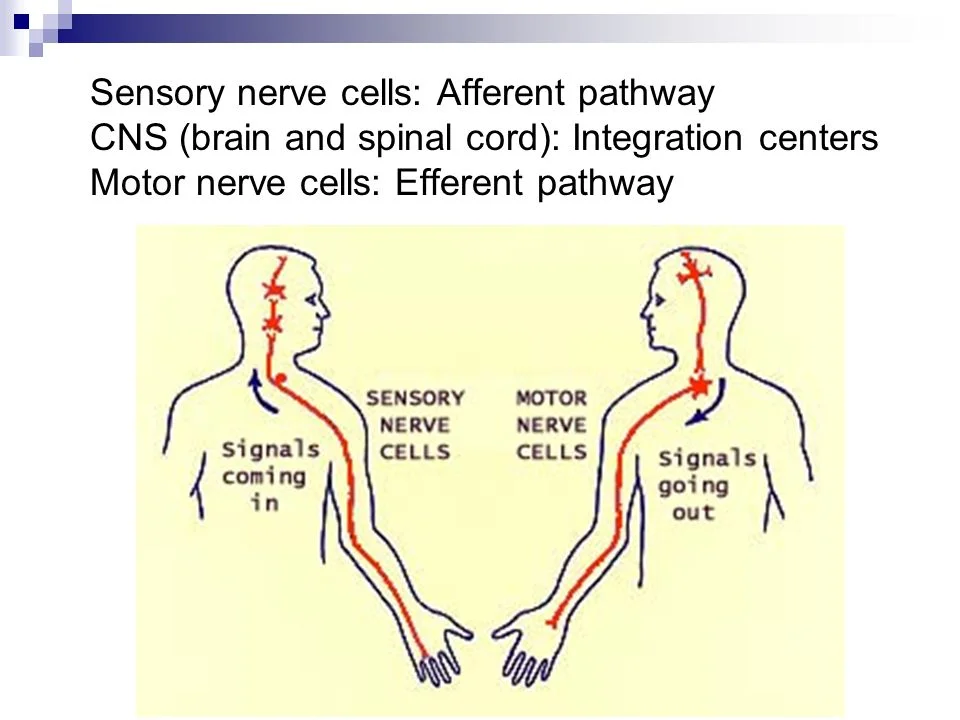 Sensory Motor Integration Tinton Falls.jpg