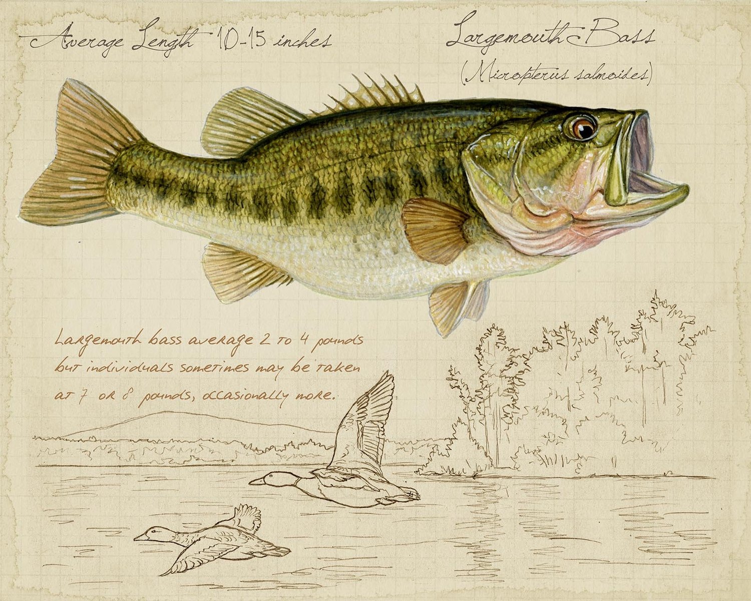 Largemouth Bass -8 x10 inch print by Matt Patterson, fish print, cabin decor,  fishing print — Matt Patterson