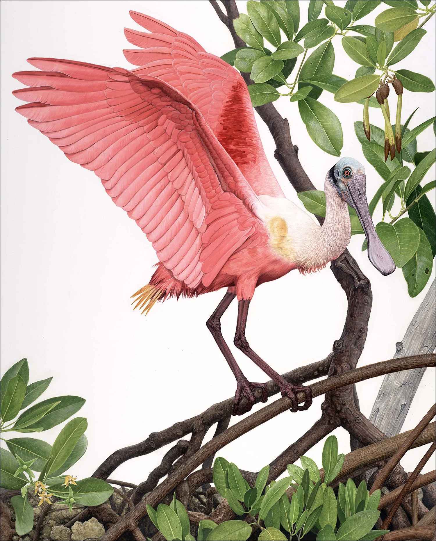 Patterson,Matt_Roseate-Spoonbill_Acrylic_35x28.jpg