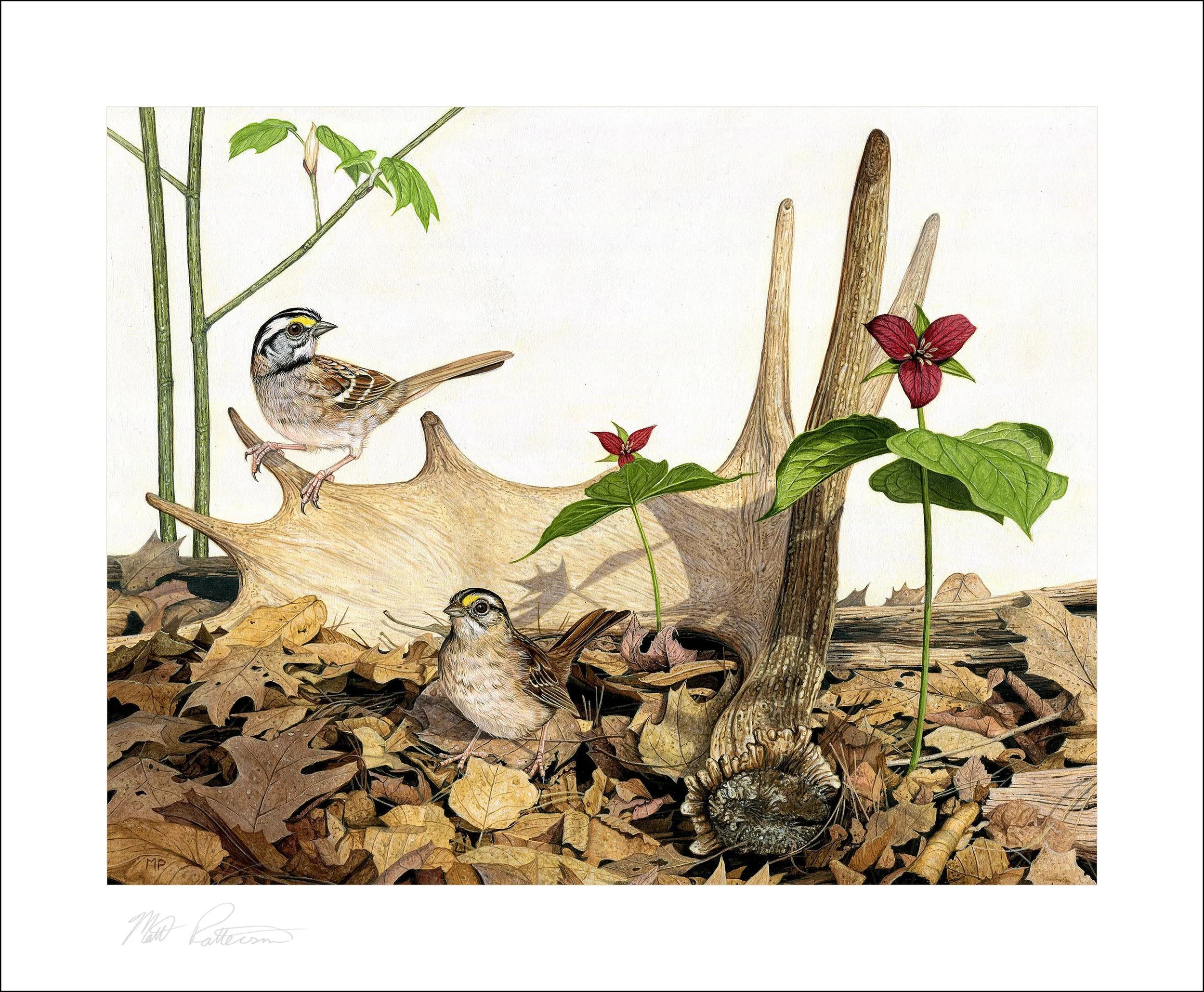 White-throated Sparrows - Matt Patterson.jpg