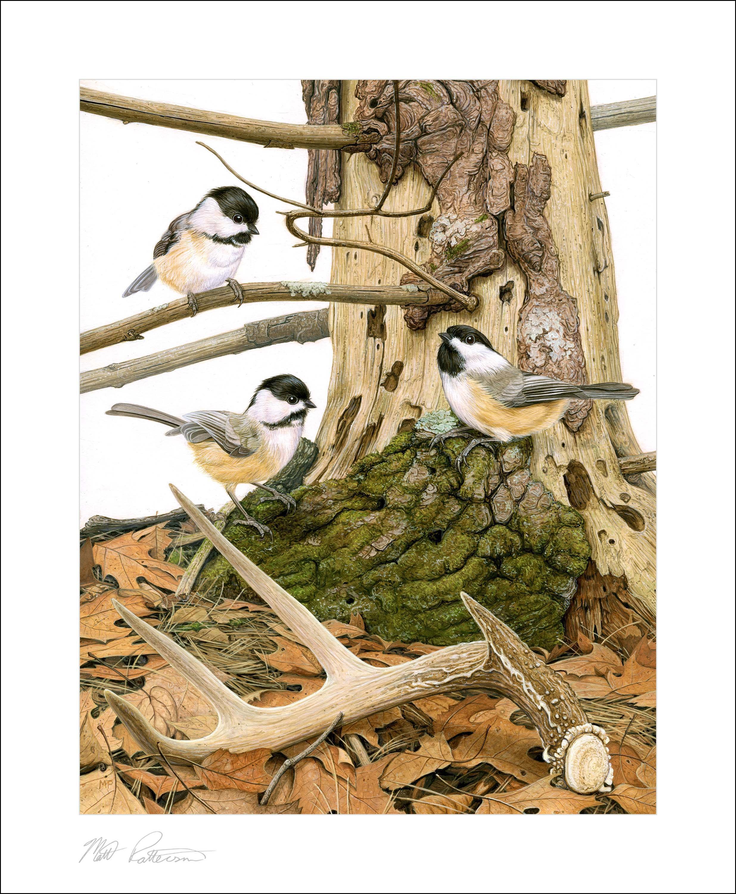 Black Capped Chickadees - Matt Patterson.jpg