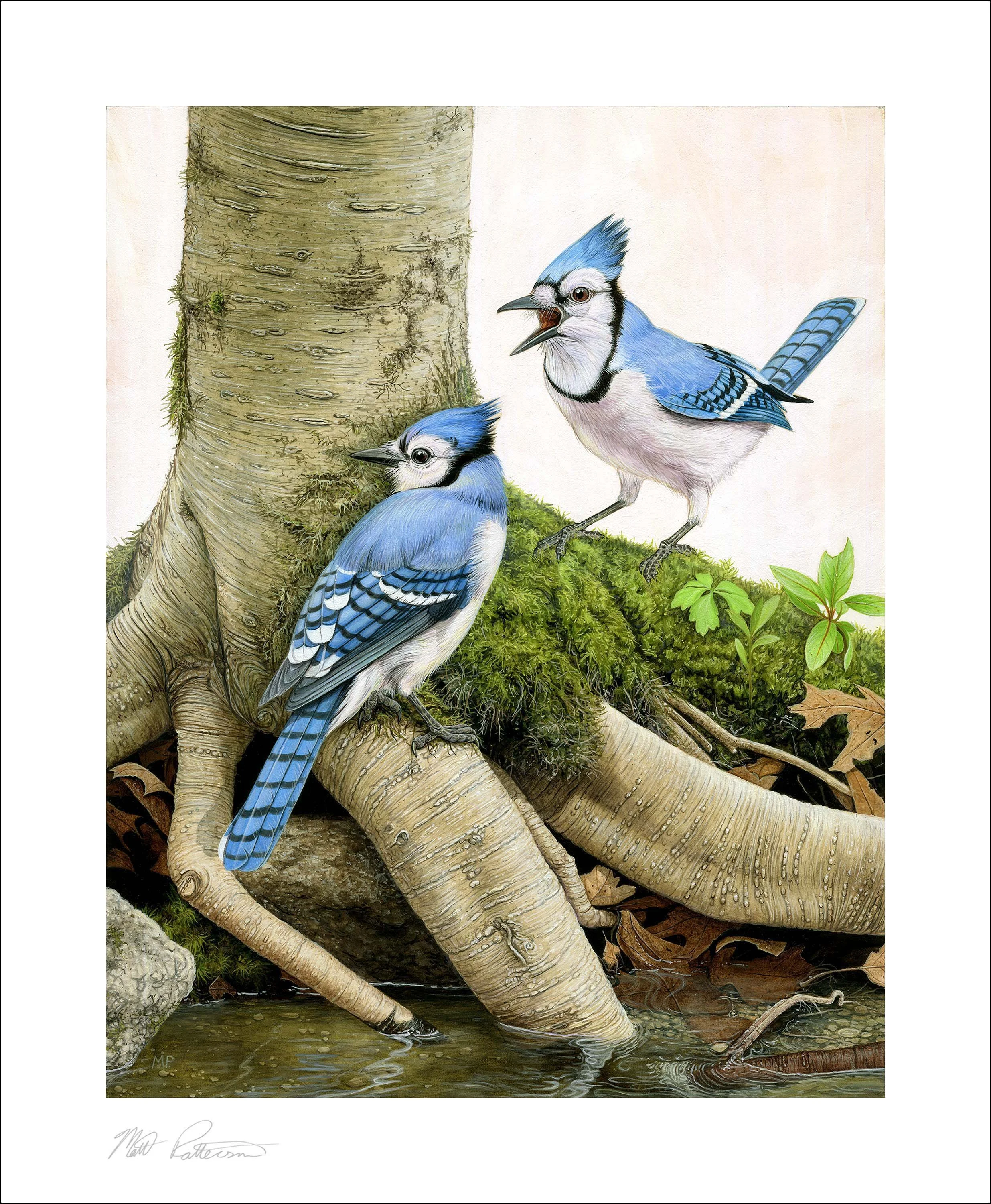 Blue Jays - Matt Patterson.jpg