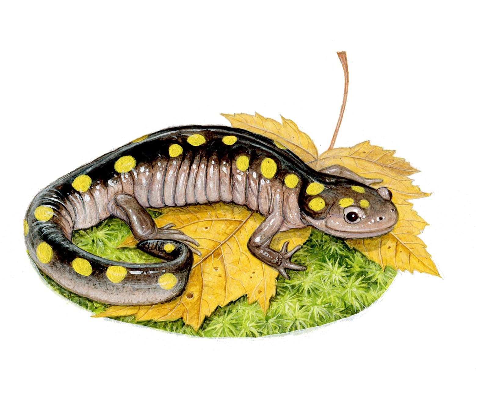 Spotted Salamander.jpg