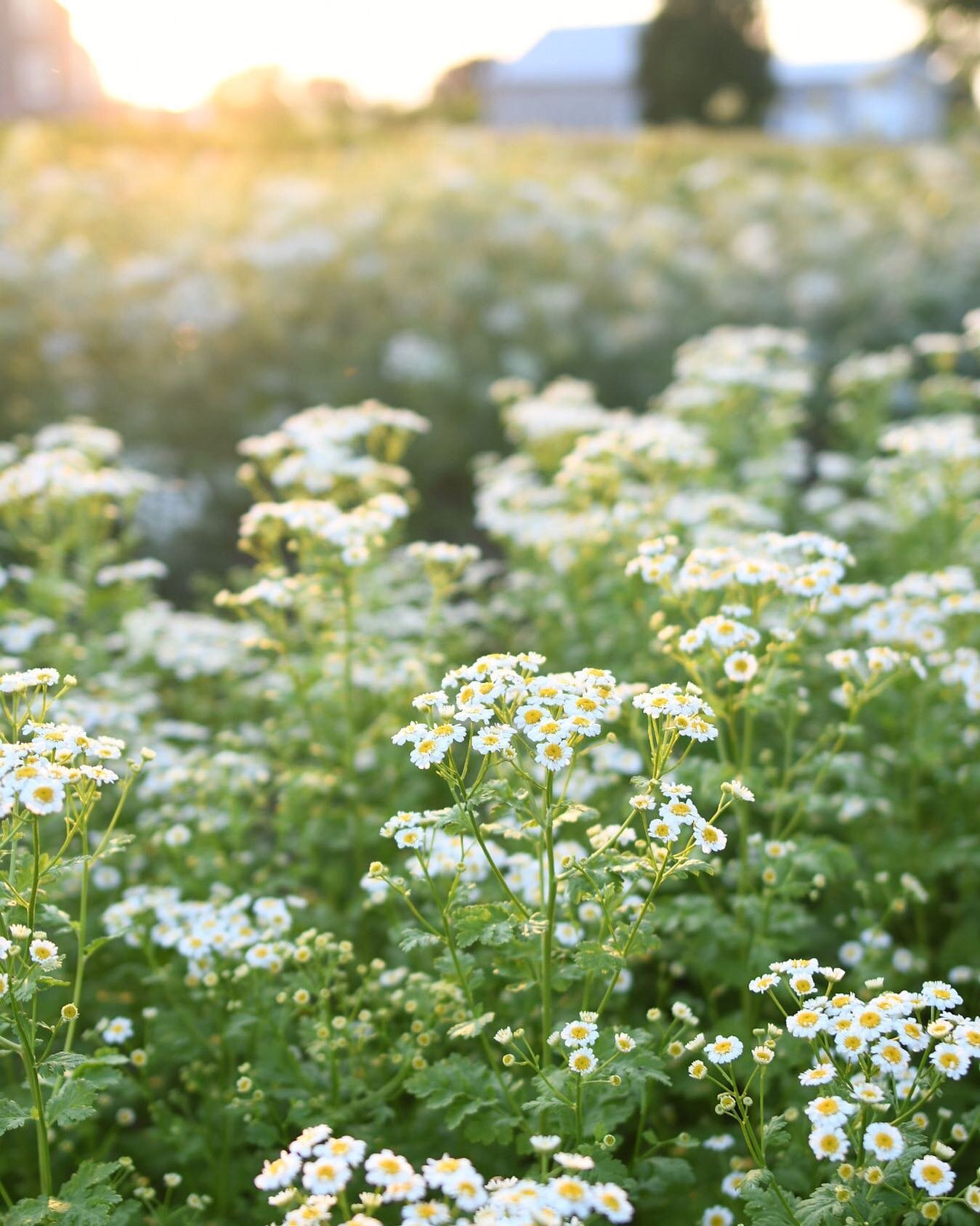 What&rsquo;s your favourite filler flower? For me it&rsquo;s feverfew! They are so sweet and cheerful and fill out a bouquet so beautifully. They are also easy to harvest and don&rsquo;t require netting = The best!! 🌼✨