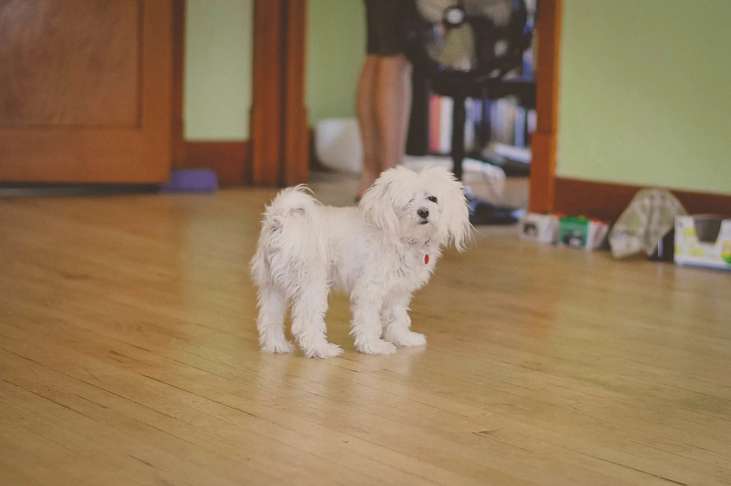 sacred-space-yoga-dog-precious2.jpg