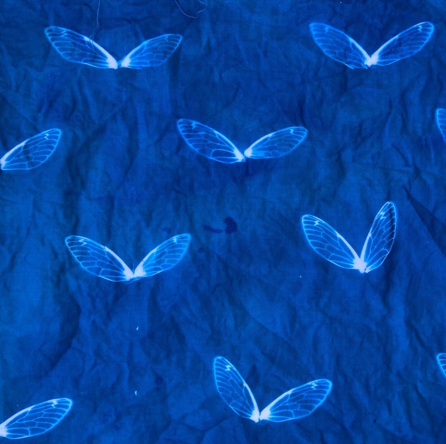 Cicada wing cyanotype test - pattern