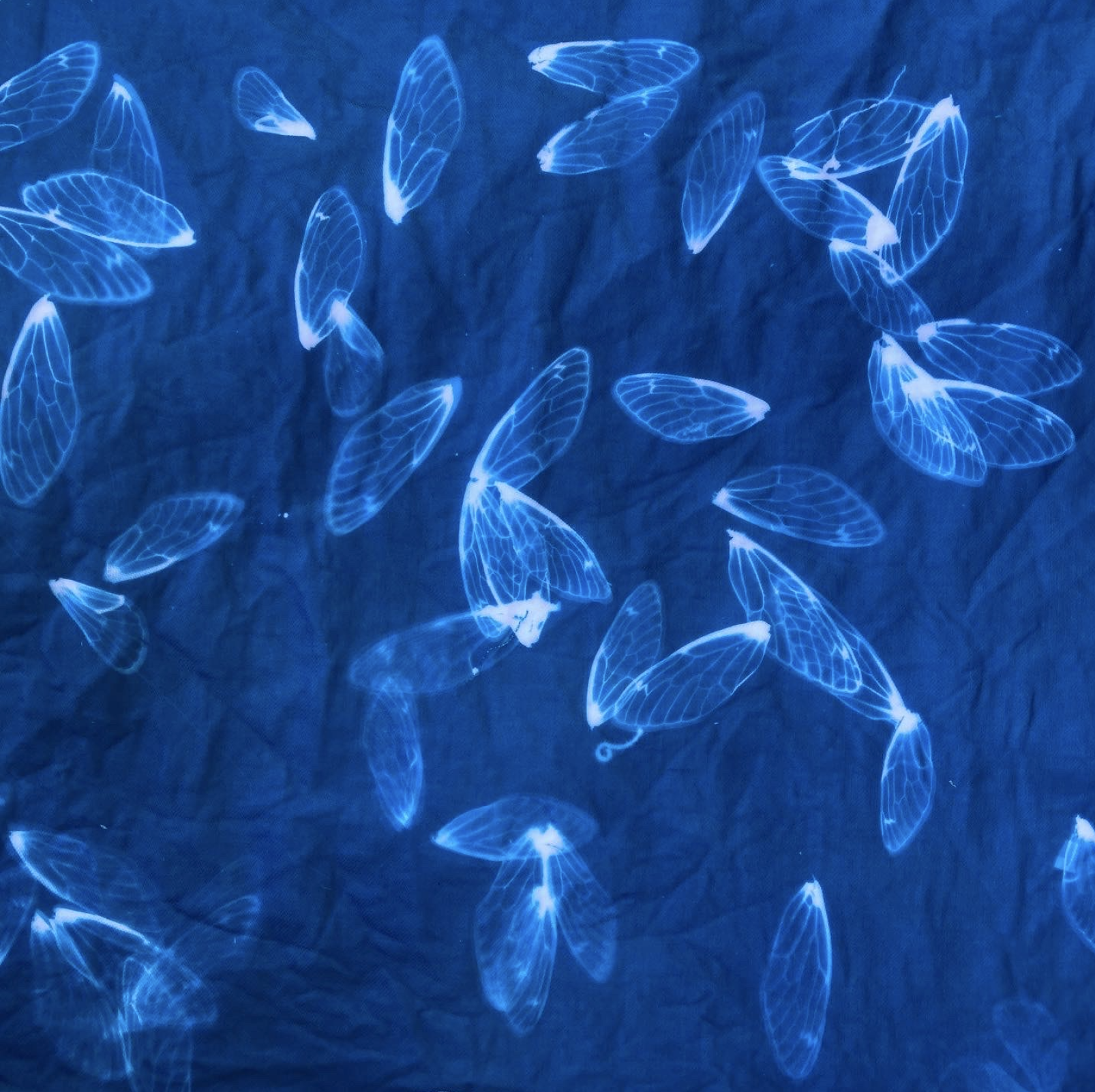 Cicada wing cyanotype, scattered