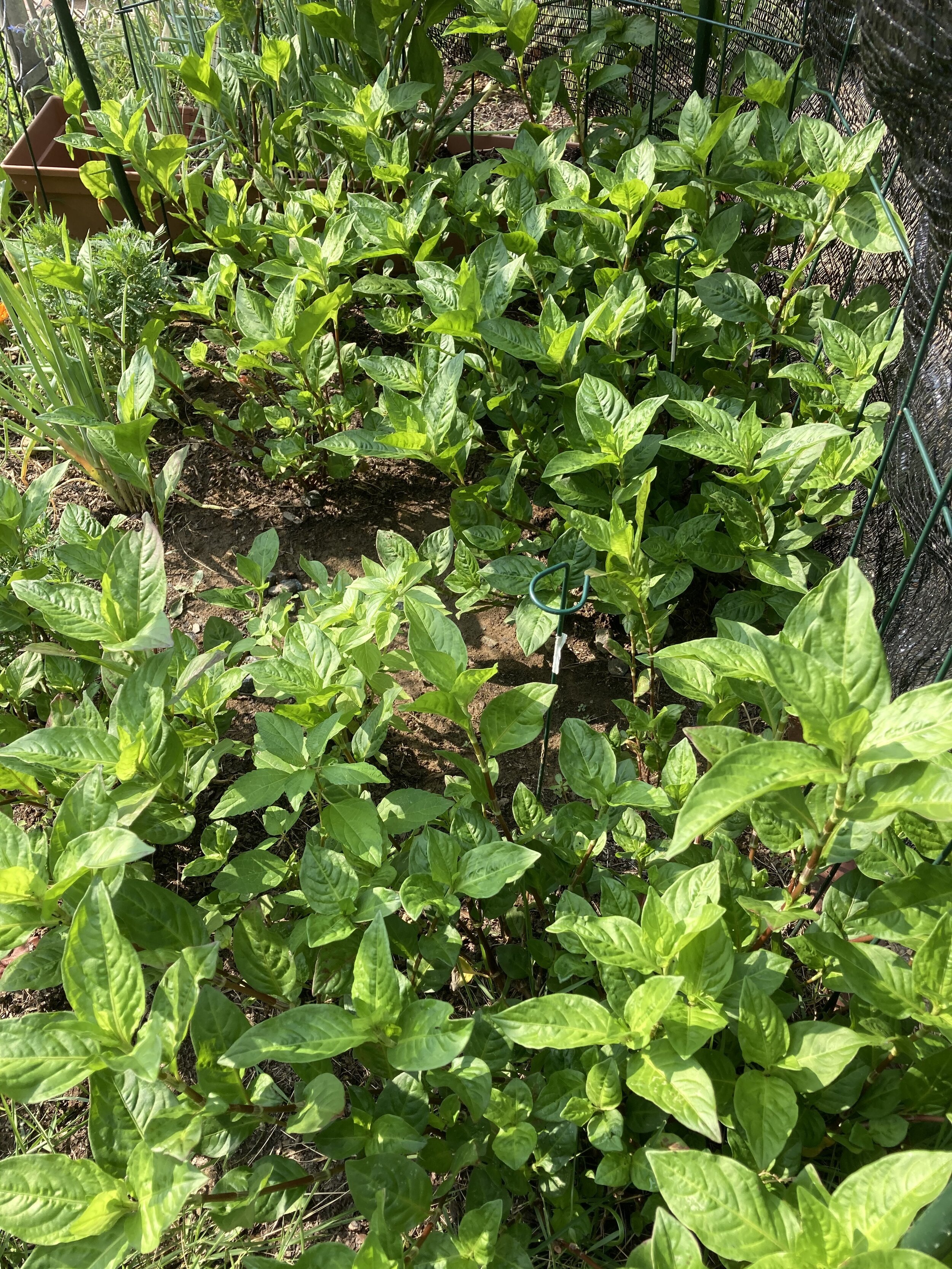 Japanese Indigo Plants (Persicaria Tinctoria), July 2021
