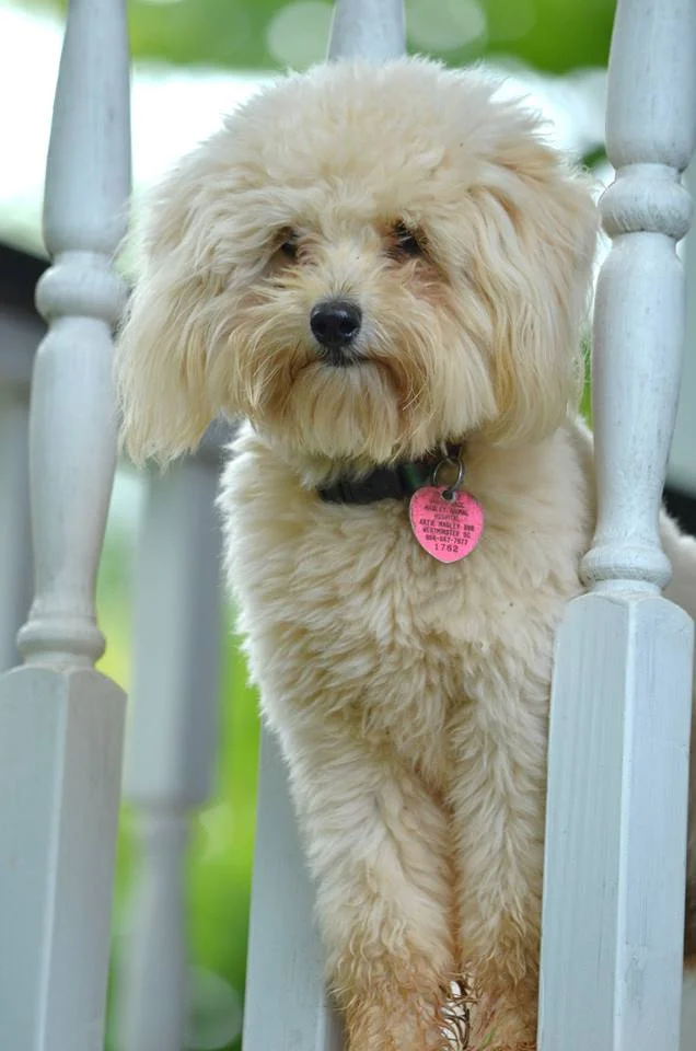 Frisco is our 10 pound English Mini Stud. Non shedding, health tested.