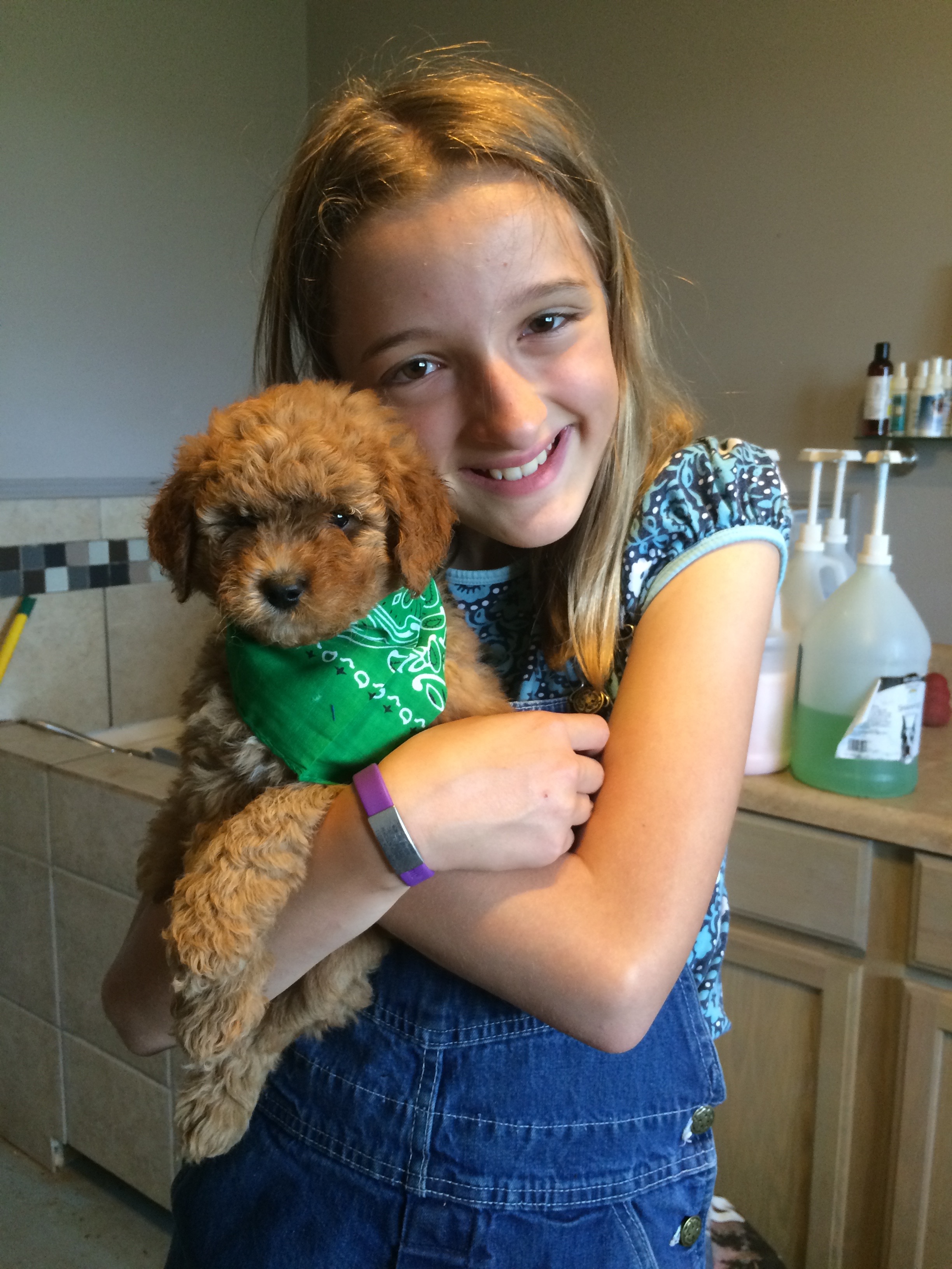 Health Testing — Fountain Falls Goldendoodles