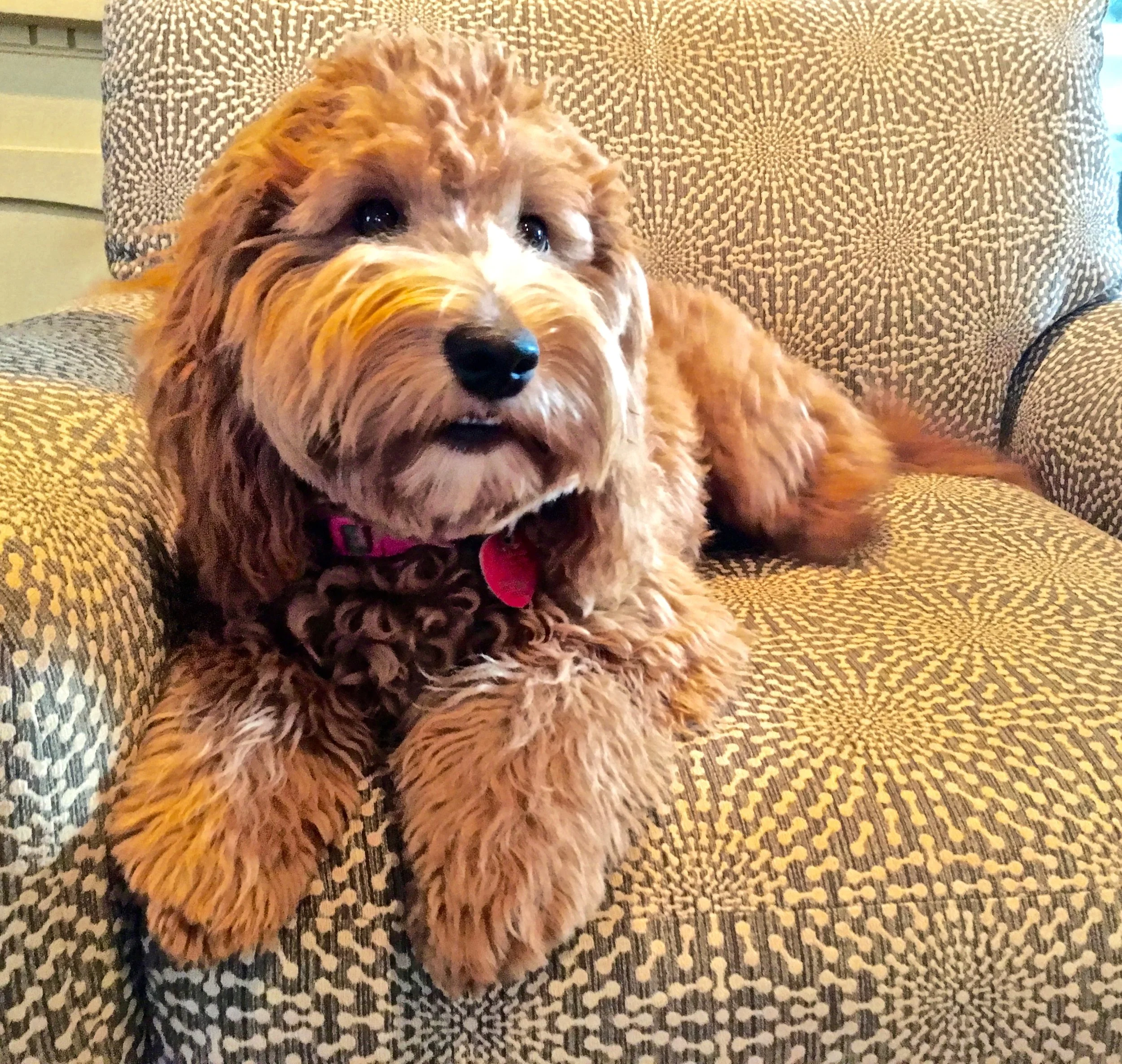 Wavy goldendoodle 2025