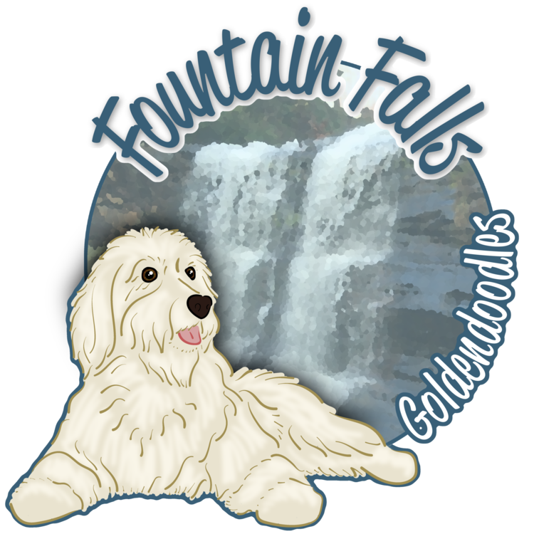 Fountain Falls Goldendoodles