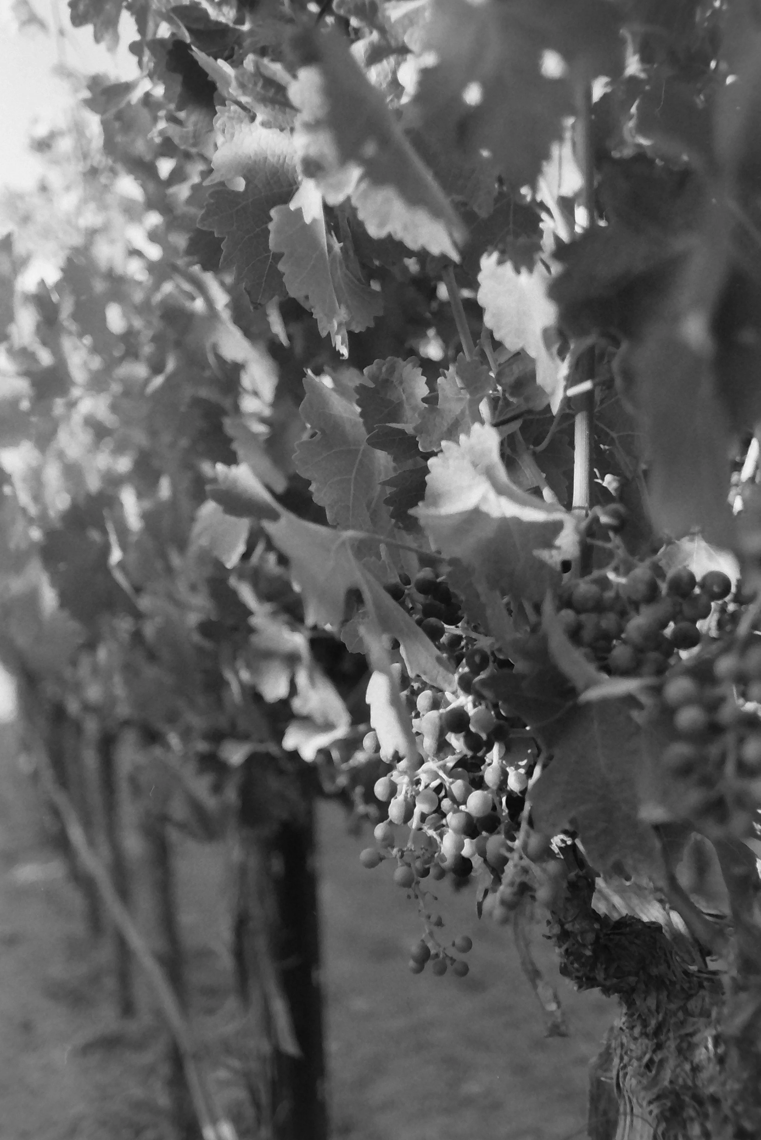 ELIAS SELECTS-22.JPG