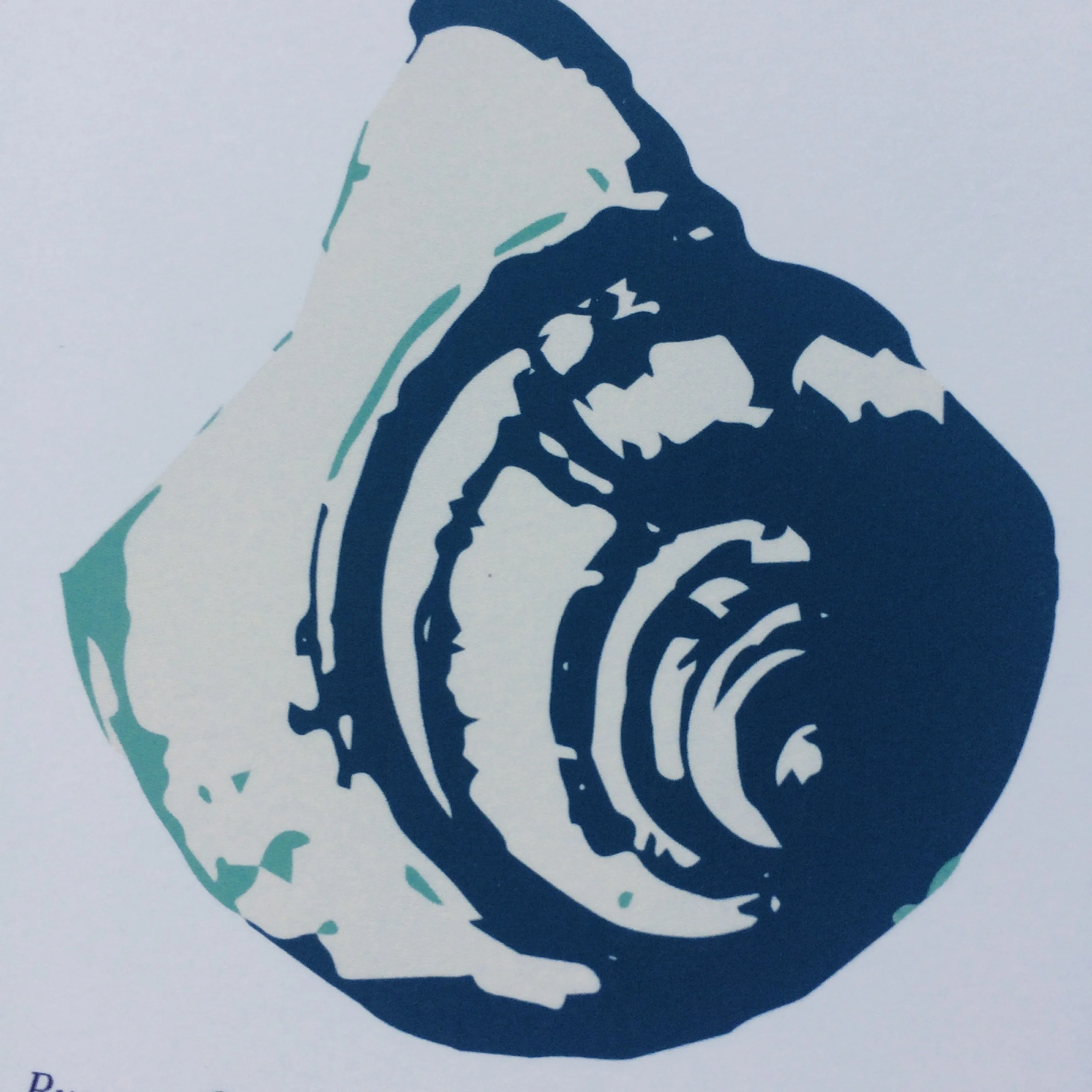 Beach Shells - Card Collection