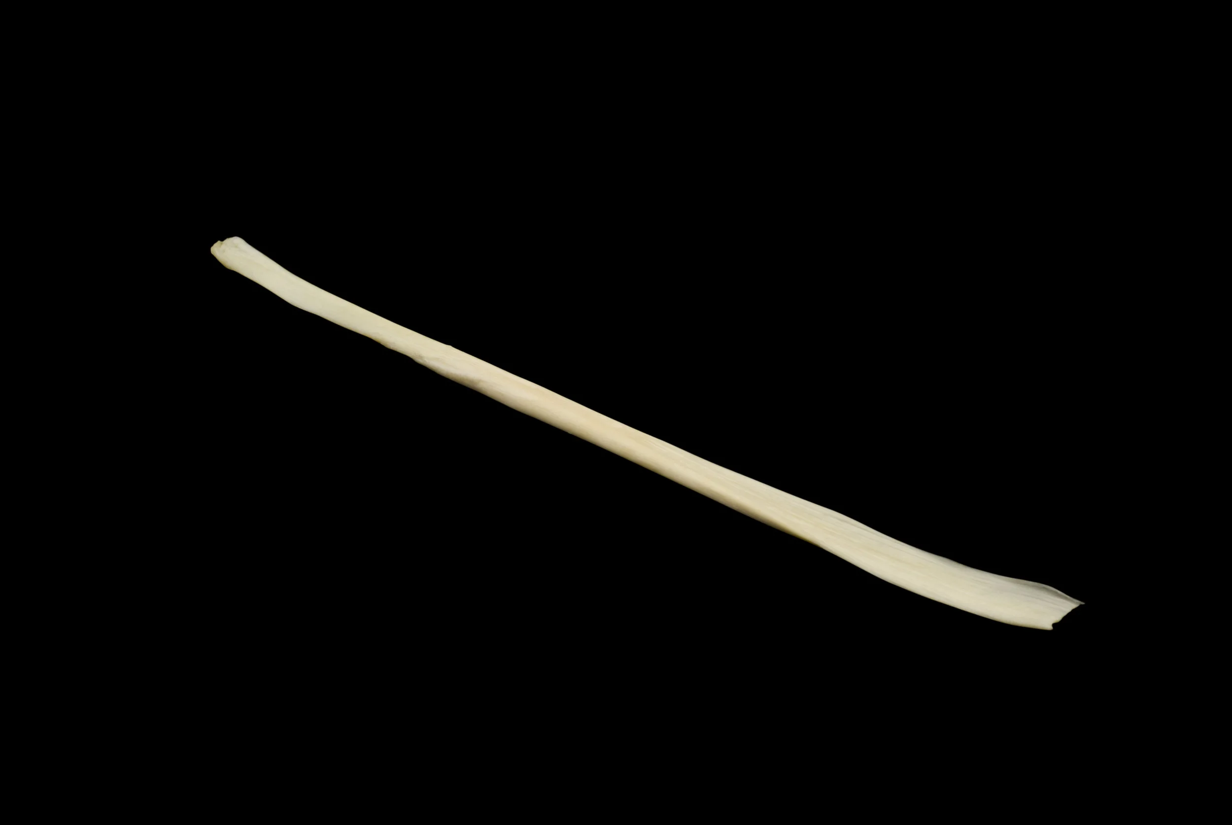 soft -semit.jpg