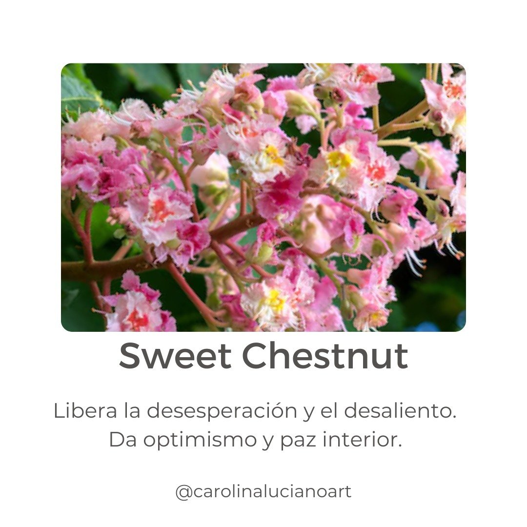 Seg&uacute;n el Dr. Bach, m&eacute;dico ingl&eacute;s del siglo pasado creador del sistema de las #FloresdeBach, la enfermedad no es material en su origen.

Los remedios florales son f&oacute;rmulas que nos ayudan a tratar ese origen inmaterial de nu