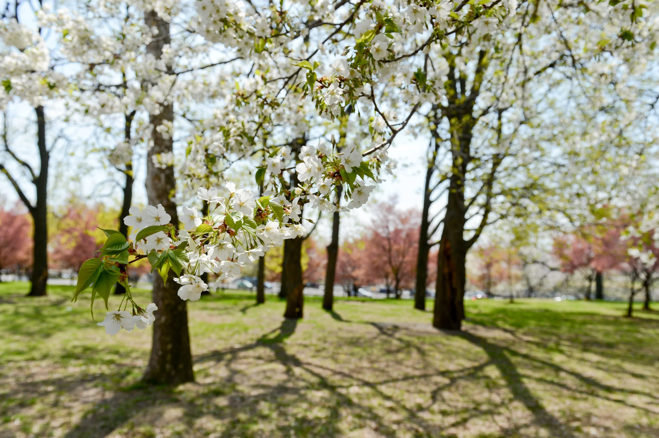 DA4_5991_04-25-14 FMCP Spring.jpg