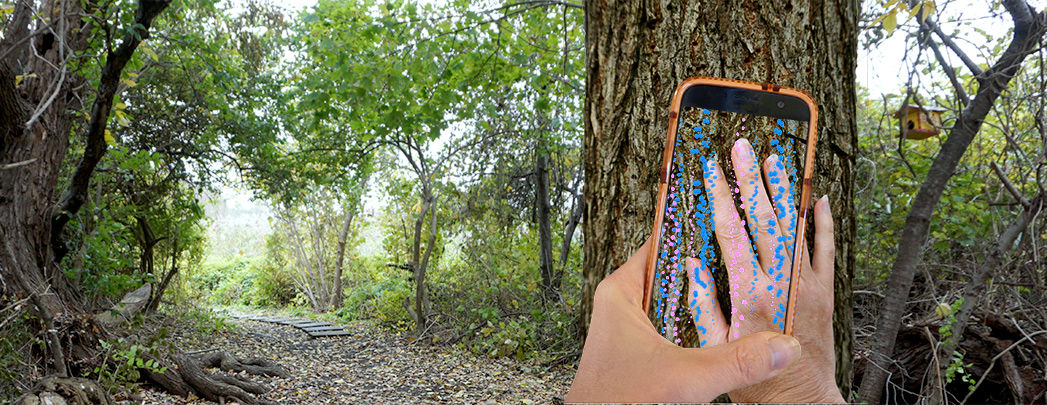 TreePhloemPano.jpg