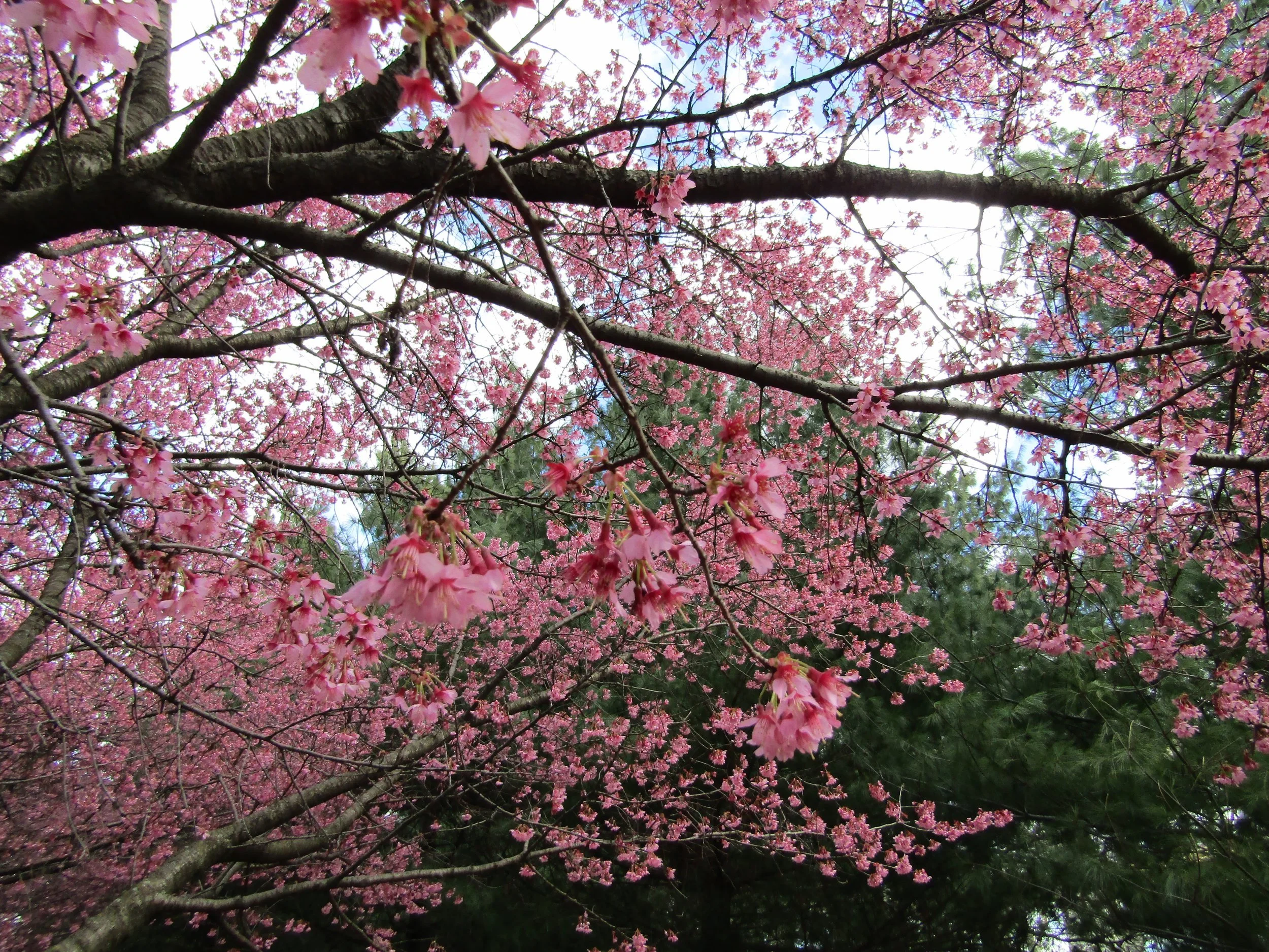 Spring Cherry Blossoms Walk (Urban Park Rangers) 