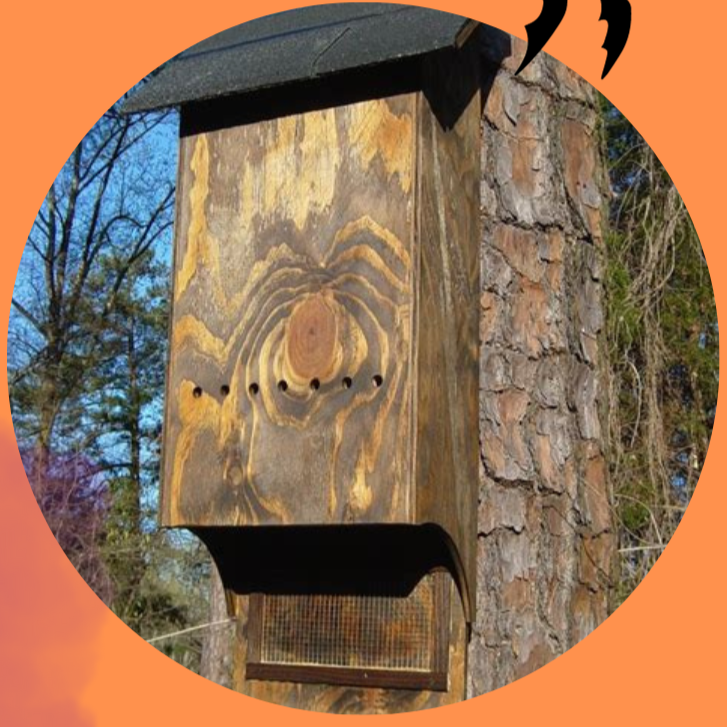 The Bat Project: Part Two (Volunteer Opportunity) 