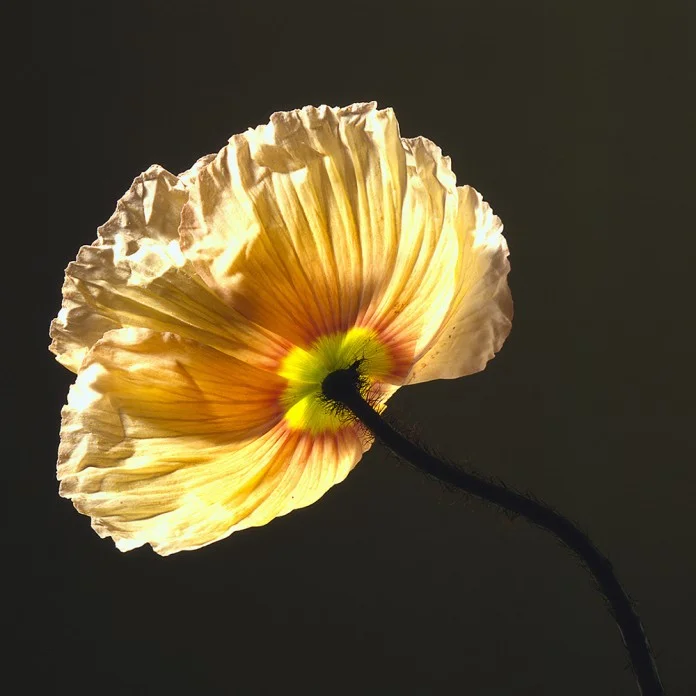 Poppy, 1988. Photo by Robert Mappelthorpe © Robert Mapplethorpe Foundation.