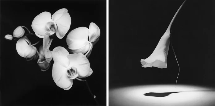 Tv: Orchid, 1989. Th: Calla Lily, 1986. Photos by Robert Mappelthorpe © Robert Mapplethorpe Foundation.