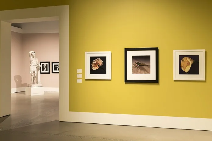 “Robert Mappelthorpe – On the edge”, ARoS. Foto: Ole Hein Pedersen.