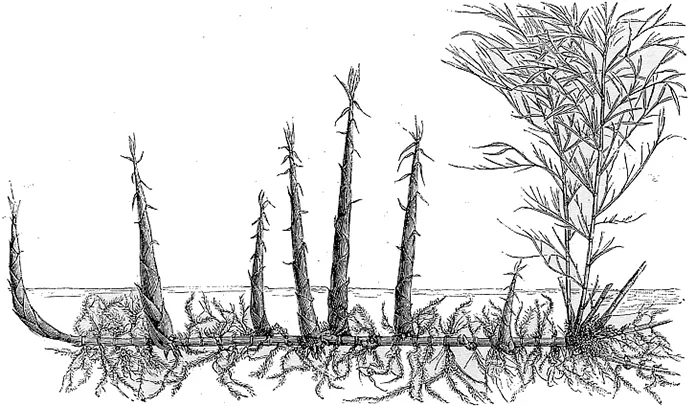 Illustration af en rhizomen.