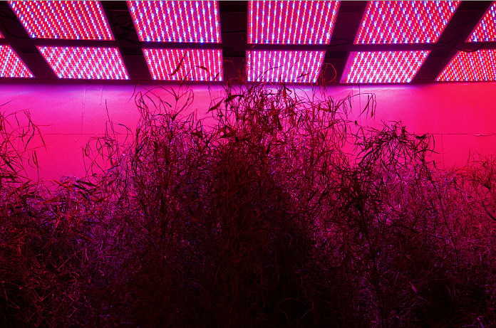 Jesper Just’s installation af planter på ARoS i august 2014.