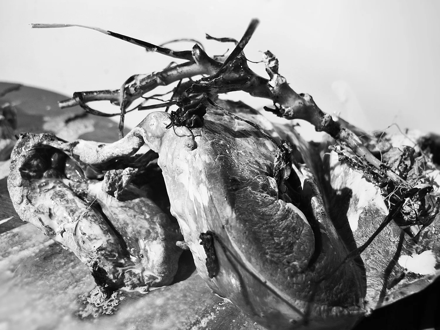 Morten Rockford Ravn "Outbreak" , 2016 (Fotografi).