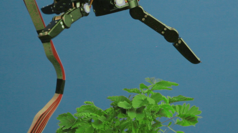 Pedro Neves Marques "The pudic relation between machine and plant", 2016.