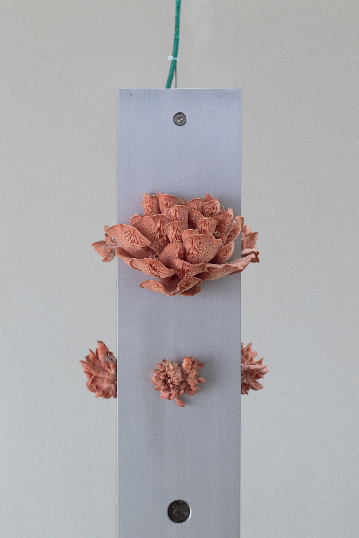 Oskar Jakobsen "Intelligo" | Foto: I DO ART Agency.
