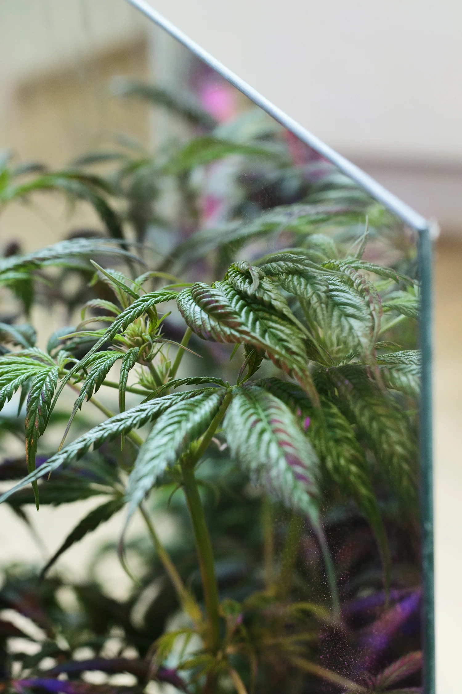 Malte Starck "A Hydroponic Grow System" | Foto: I DO ART Agency.