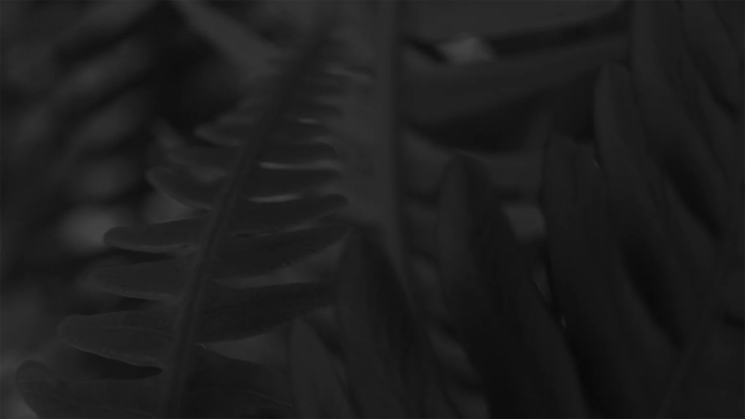 Still from "No you without Mountains, without Sun, without Sky".