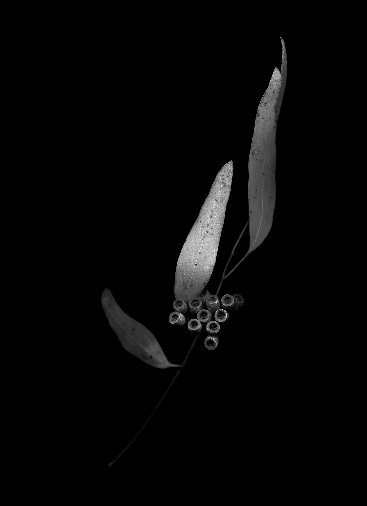 09 Collected samples of eucalyptus globulus.jpg