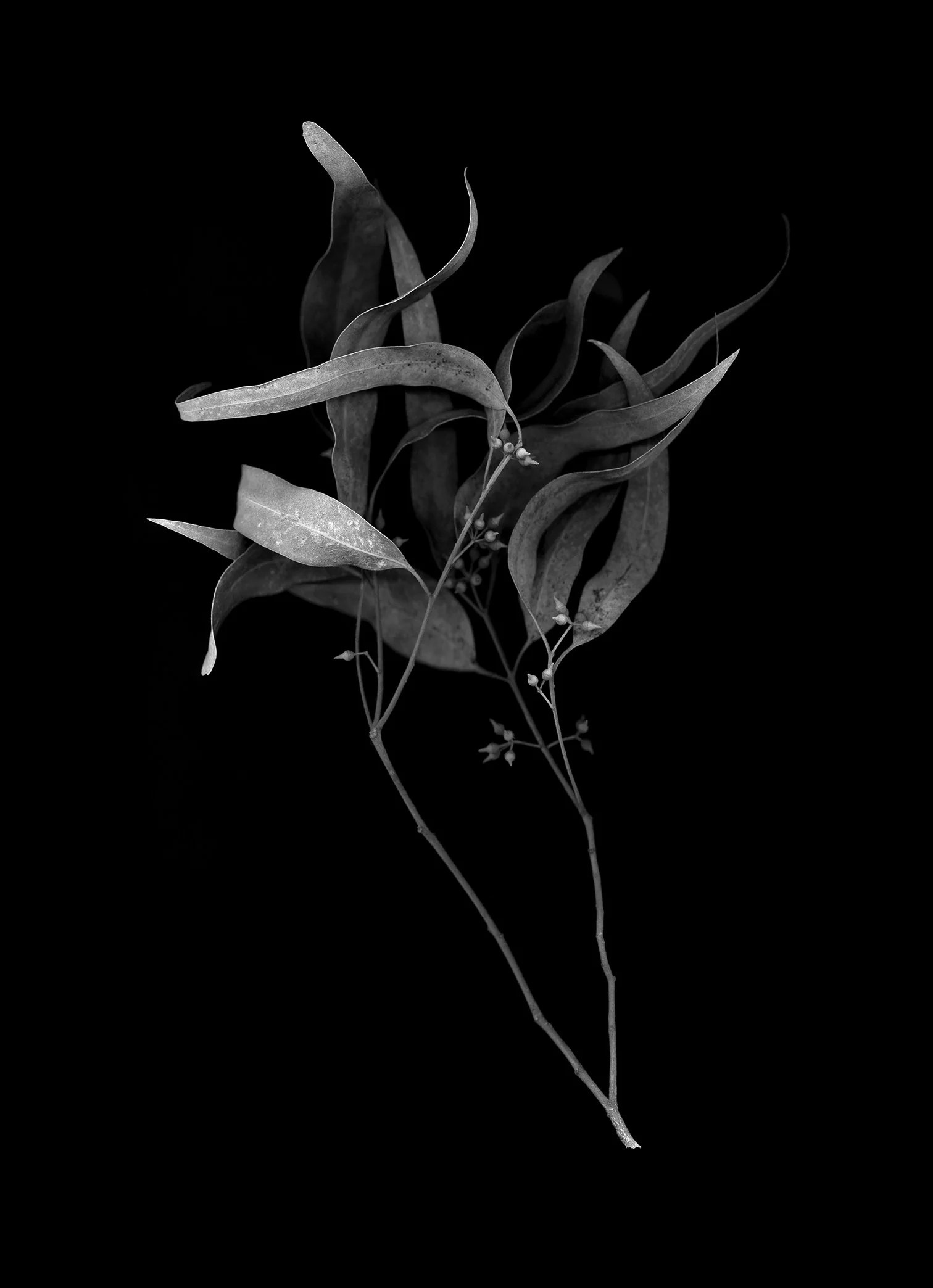 Clément Verger, Collected samples of eucalyptus globulus.
