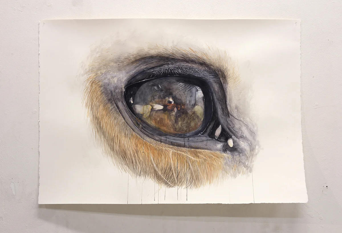Øjet, 2018. Akvarel på papir, 80x113cm (Gengivelse af min hests ene øje). Foto: Heidi Hove.