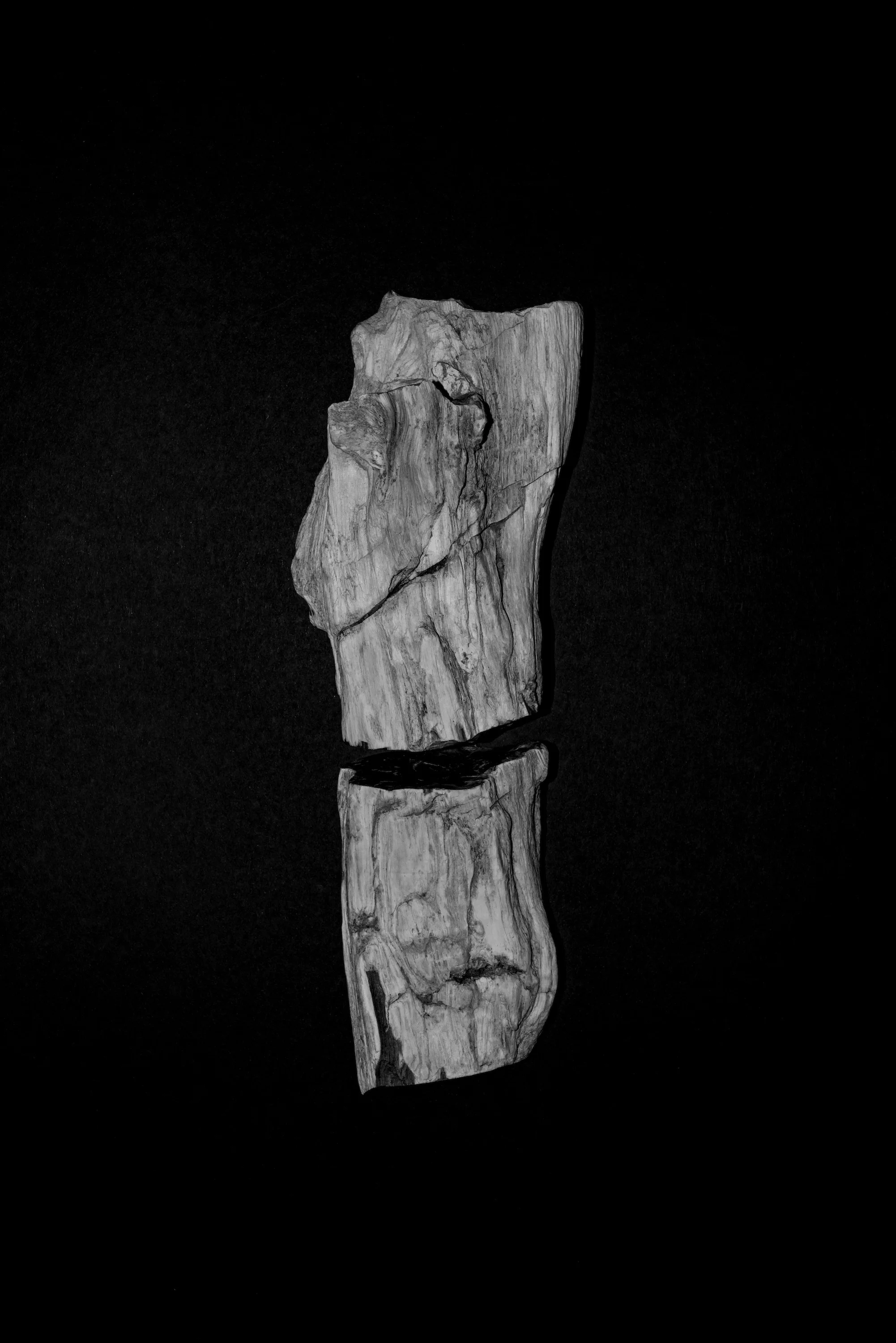 Peter Granser, Fossilized Branch.