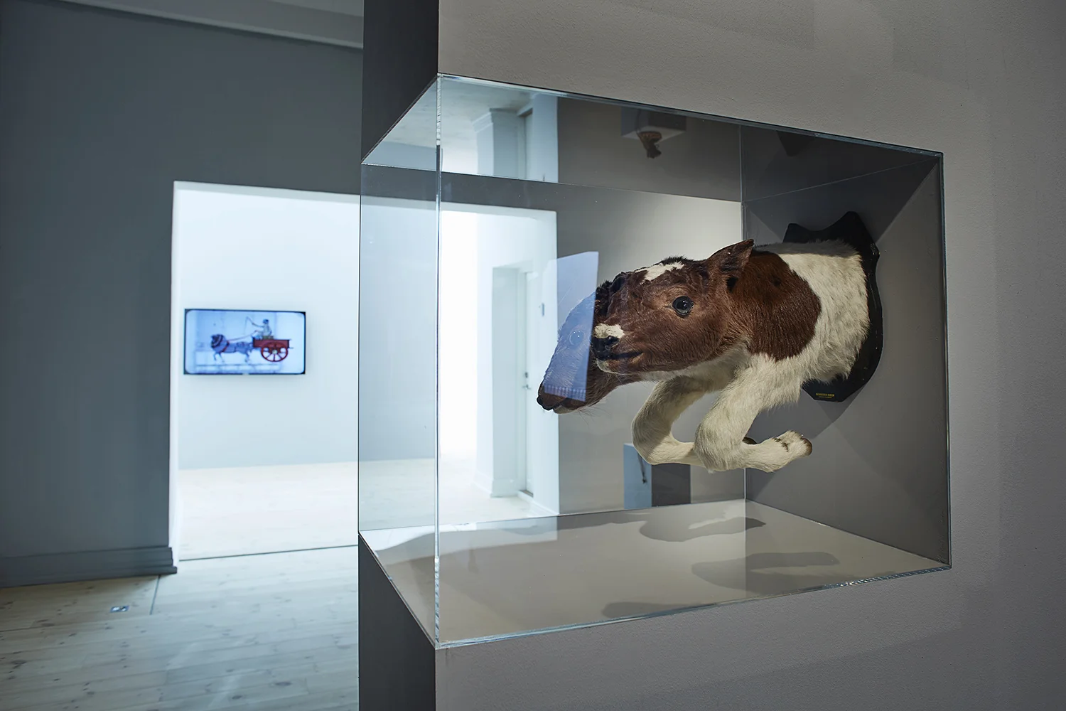 Tohovedet kalv. Udlånt fra Naturhistorisk Museum, Aarhus. Foto: Kåre Viemose.
