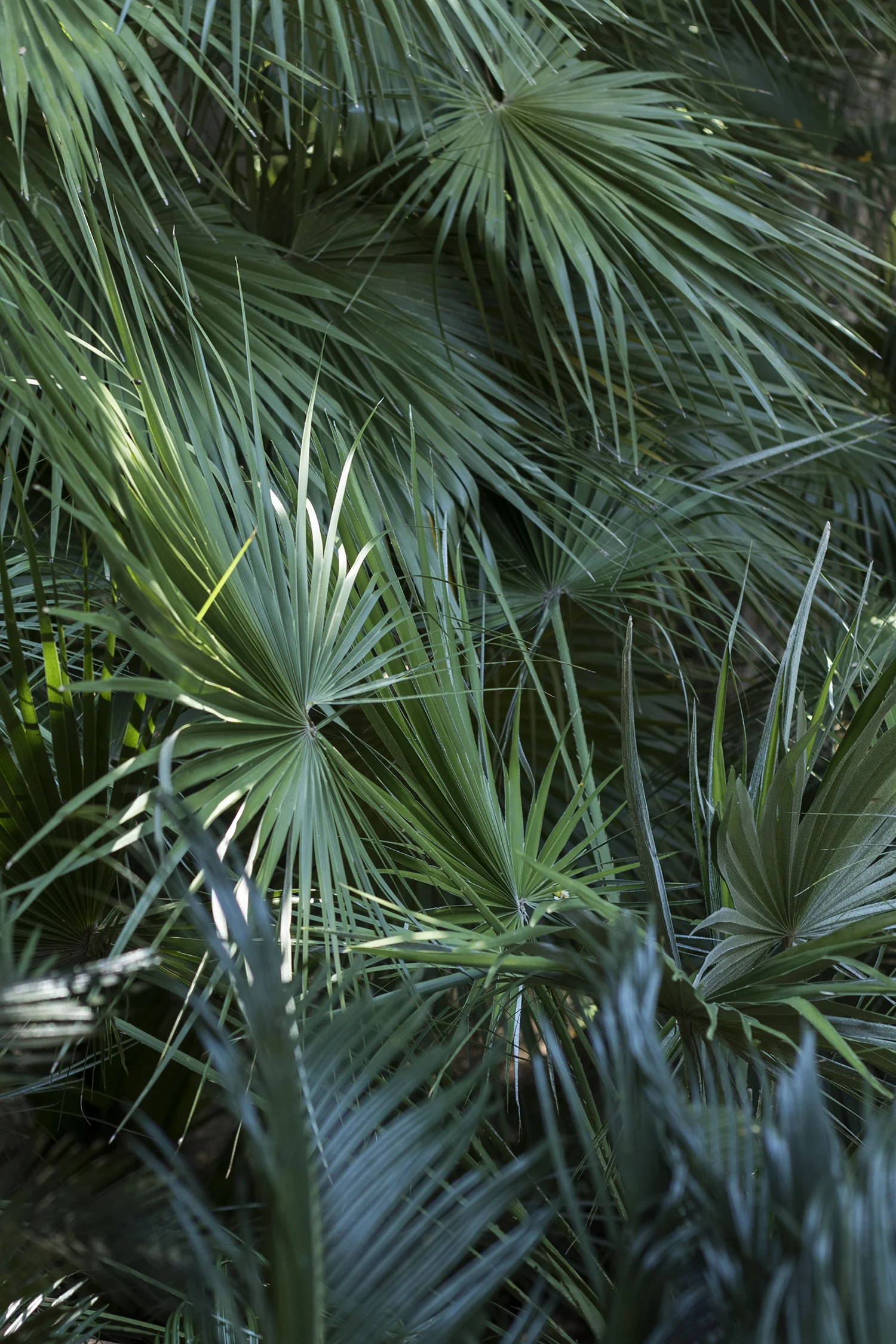 Orto Botanico, Palermo. Foto © I DO ART Agency.