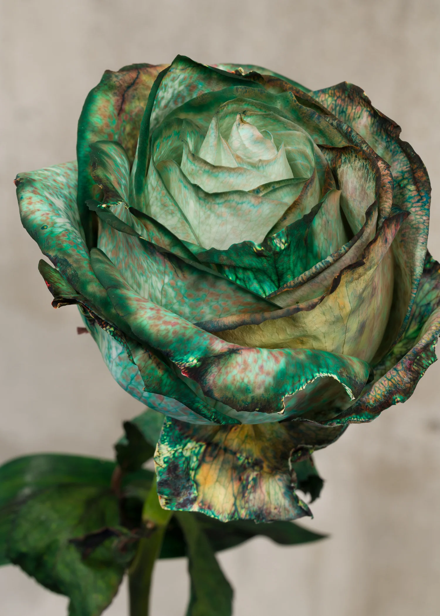 David Stjernholm “Toner“ at Tableau, 2019. Photo: David Stjernholm.