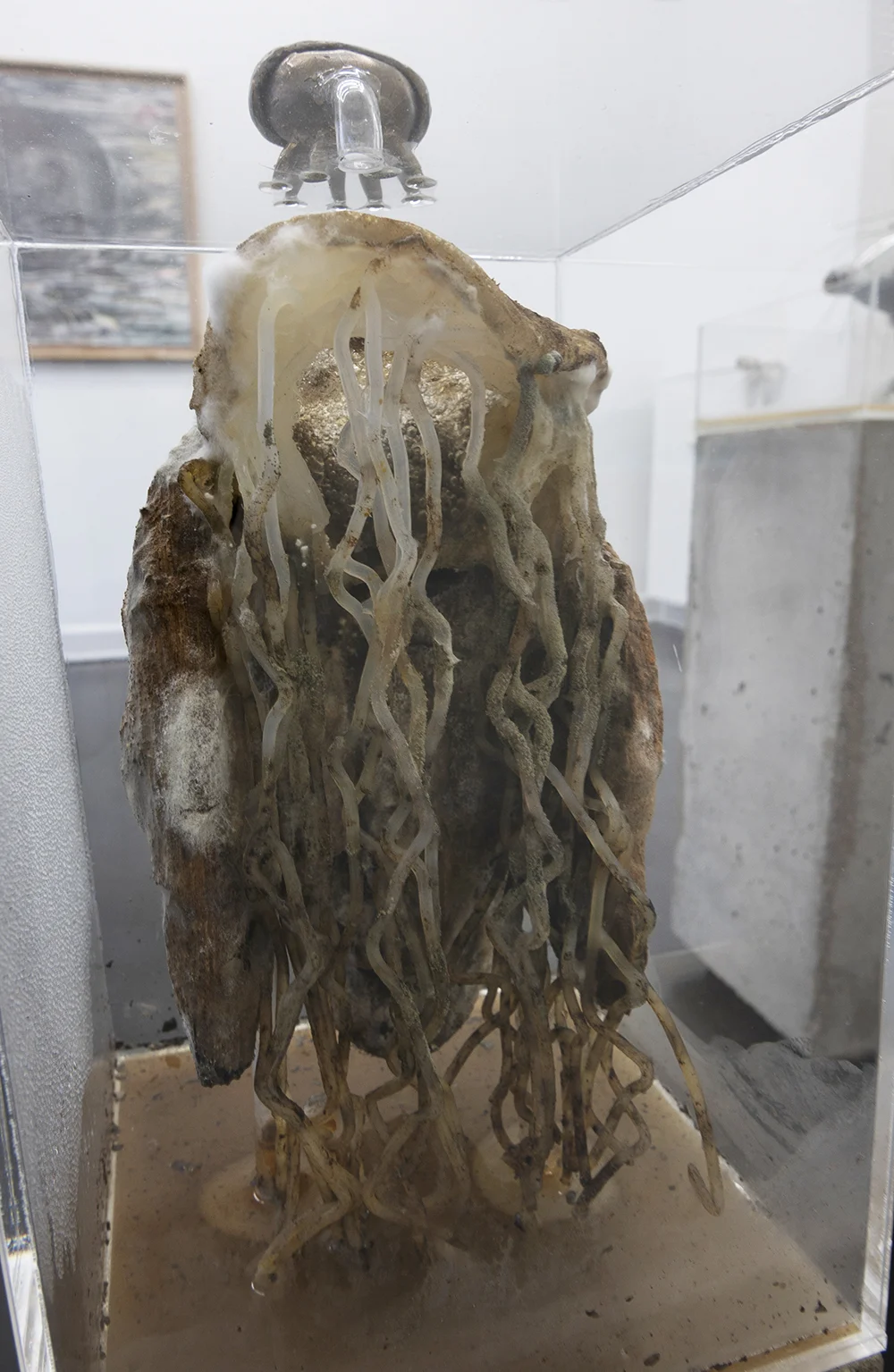 Silas Inoue, owΔηiʍa station. Marie Kirkegaard Gallery.