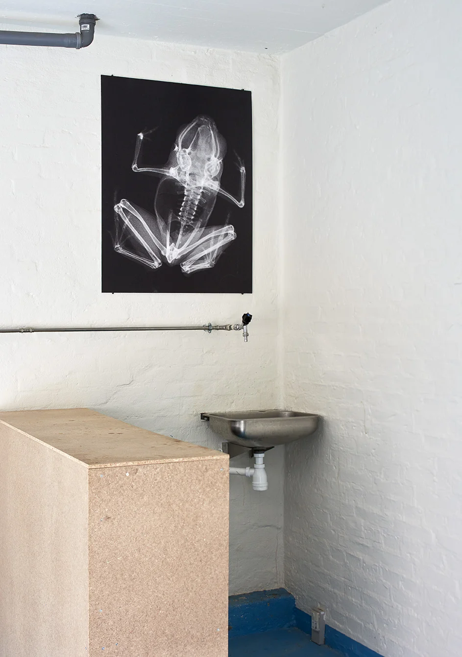 Moa Alskog âPaedophrye Amanuensisâ (med tilladelse fra Austin Creative Commons Rittmeyer EN, Allison A, GrĂŒndler MC Thompson DK), 2019 (Inkjet print). Foto: Kirstine Mengel.